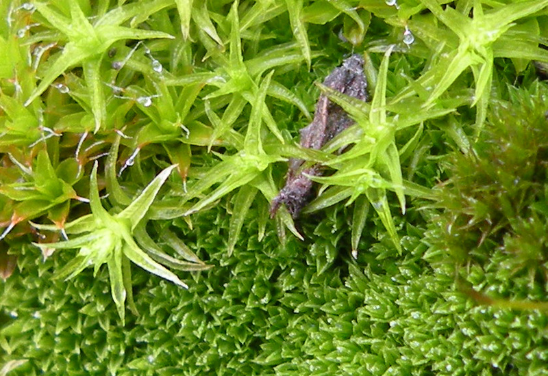 Mosaico di muschi....